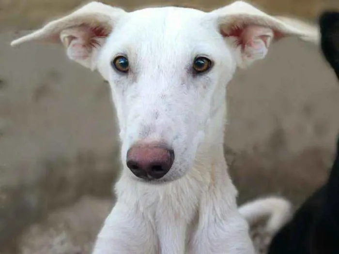 Cachorro ra a Misturado idade 1 ano nome Marley