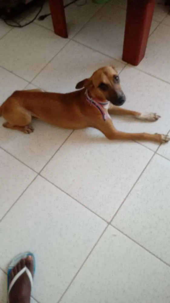 Cachorro ra a Viralata idade 7 a 11 meses nome Lala