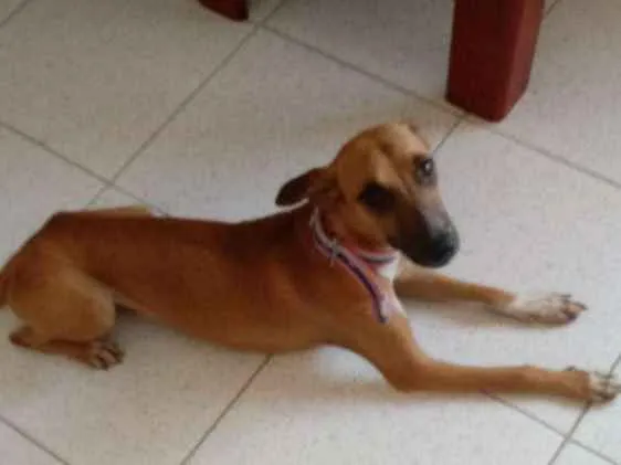 Cachorro ra a Viralata idade 7 a 11 meses nome Lala