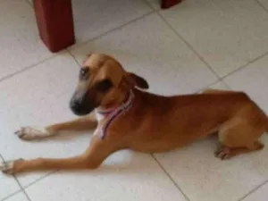 Cachorro raça Viralata idade 7 a 11 meses nome Lala