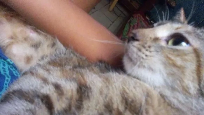 Gato raça Raciada idade 1 ano nome Athena