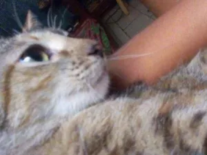 Gato raça Raciada idade 1 ano nome Athena