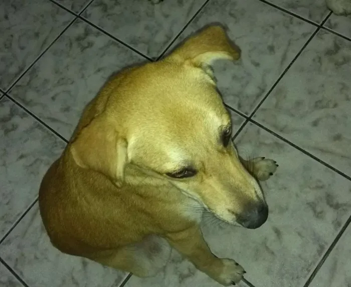 Cachorro ra a Vira lata idade 1 ano nome Milly