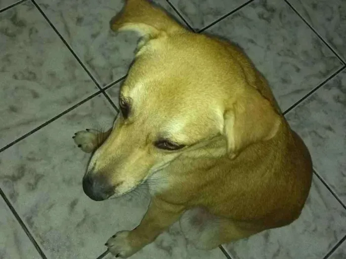 Cachorro ra a Vira lata idade 1 ano nome Milly