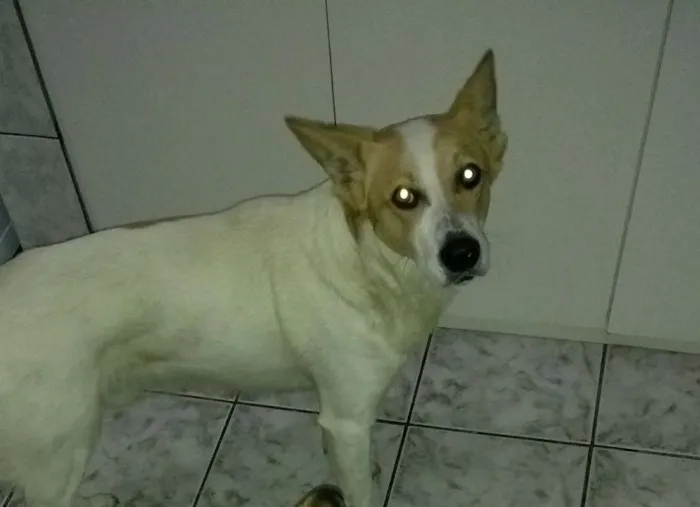 Cachorro ra a Vira lata idade 3 anos nome Jack