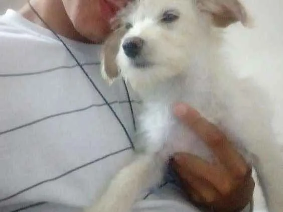 Cachorro ra a Vvira lata idade 7 a 11 meses nome Lilica