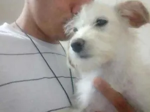 Cachorro raça Vvira lata idade 7 a 11 meses nome Lilica