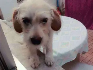 Cachorro raça Vvira lata idade 7 a 11 meses nome Lilica