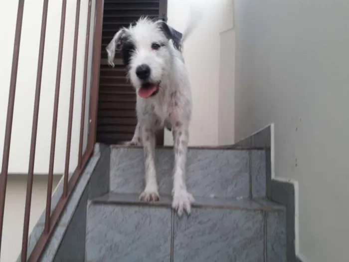 Cachorro ra a Srd  idade 1 ano nome Nina