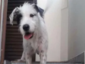 Cachorro raça Srd  idade 1 ano nome Nina