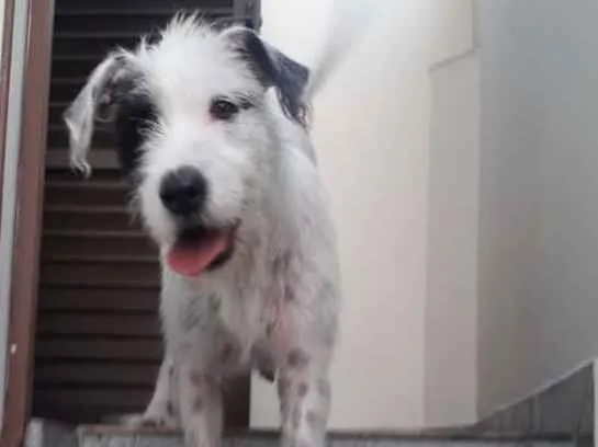 Cachorro ra a Srd  idade 1 ano nome Nina