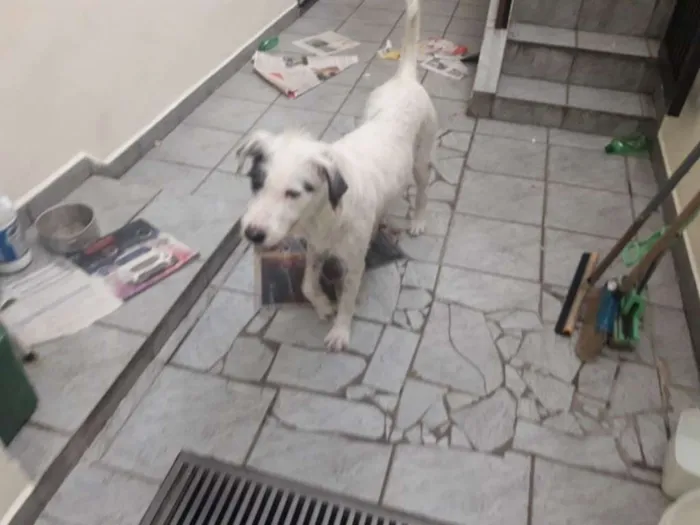 Cachorro ra a Srd  idade 1 ano nome Nina