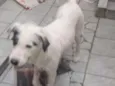 Nina