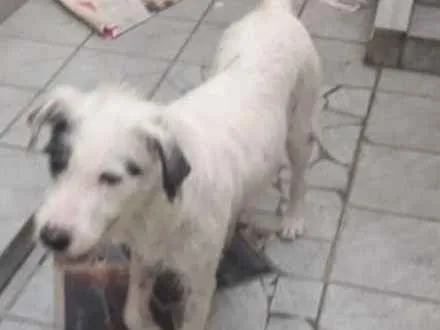 Cachorro ra a Srd  idade 1 ano nome Nina