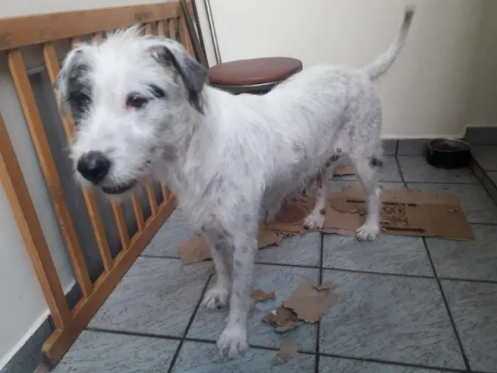 Cachorro ra a Srd  idade 1 ano nome Nina