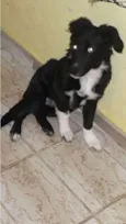 Bob