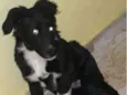 Bob
