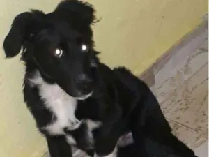 Cachorro raça Srd idade 2 a 6 meses nome Bob