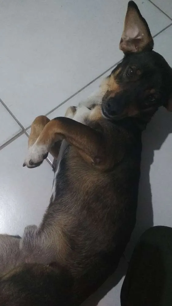 Cachorro ra a Desconhecido idade 2 anos nome Wilson