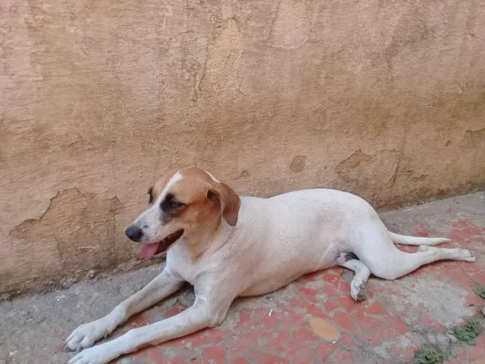 Cachorro ra a Vira lata e podlle com vira-la idade 2 anos nome Jully é Estopinha 