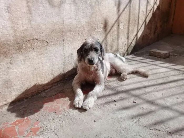 Cachorro ra a Vira lata e podlle com vira-la idade 2 anos nome Jully é Estopinha 