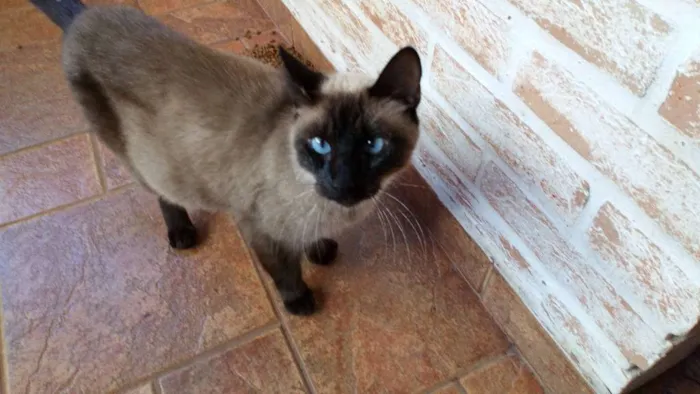 Gato ra a Não sei  idade 2 a 6 meses nome Não sei 
