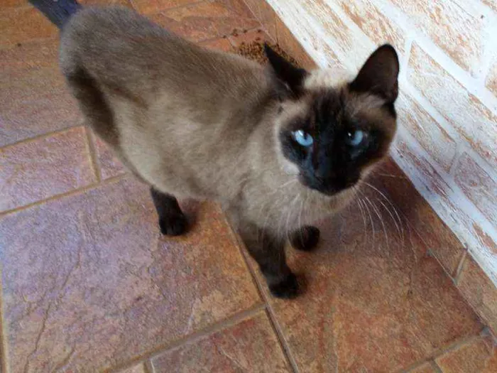Gato ra a Não sei  idade 2 a 6 meses nome Não sei 