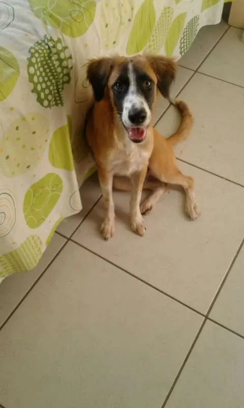 Cachorro ra a SRD idade 7 a 11 meses nome Tieta