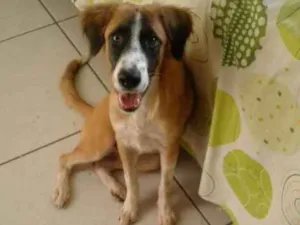 Cachorro raça SRD idade 7 a 11 meses nome Tieta