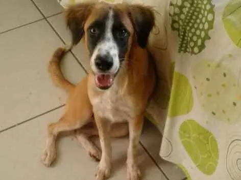 Cachorro ra a SRD idade 7 a 11 meses nome Tieta