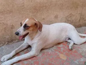 Cachorro raça Vira lata e podlle com vira-la idade 2 anos nome Jully e Estopinha 