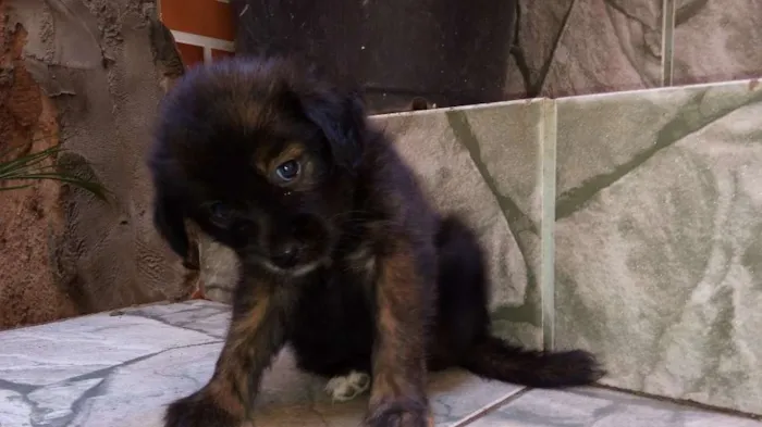 Cachorro raça SRD idade 2 a 6 meses nome (Ainda sem nome)