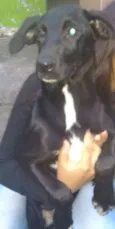 Cachorro raça SRD idade 2 a 6 meses nome Amora