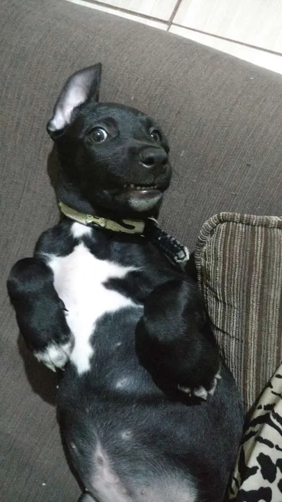 Cachorro raça SRD idade 2 a 6 meses nome Amora