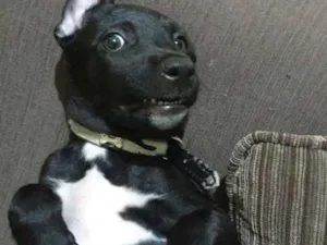 Cachorro raça SRD idade 2 a 6 meses nome Amora