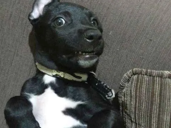 Cachorro raça SRD idade 2 a 6 meses nome Amora