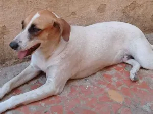 Cachorro raça Vira lata e podlle com vira-la idade 2 anos nome Jully é Estopinha 