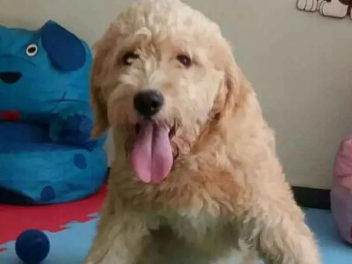 Cachorro ra a Poodle idade 1 ano nome Bob
