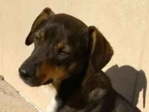 Cachorro raça Desconhecido idade 2 anos nome Wilson