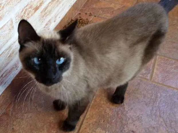 Gato ra a Não sei  idade 2 a 6 meses nome Não sei 