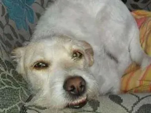 Cachorro raça vira lata idade 3 anos nome filó