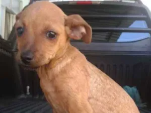 Cachorro raça SRD idade 2 a 6 meses nome Alice