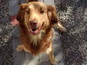 Cachorro raça SRD idade 1 ano nome Luna