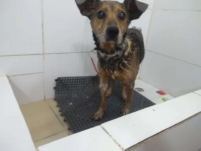 Cachorro ra a SRD idade 6 ou mais anos nome Apolo