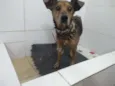 Apolo