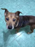 Apolo