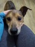 Apolo