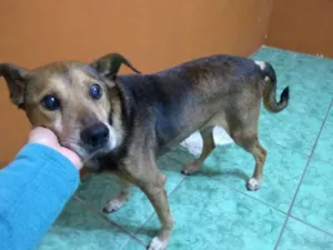 Cachorro raça SRD idade 6 ou mais anos nome Apolo