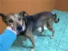 Cachorro raça SRD idade 6 ou mais anos nome Apolo