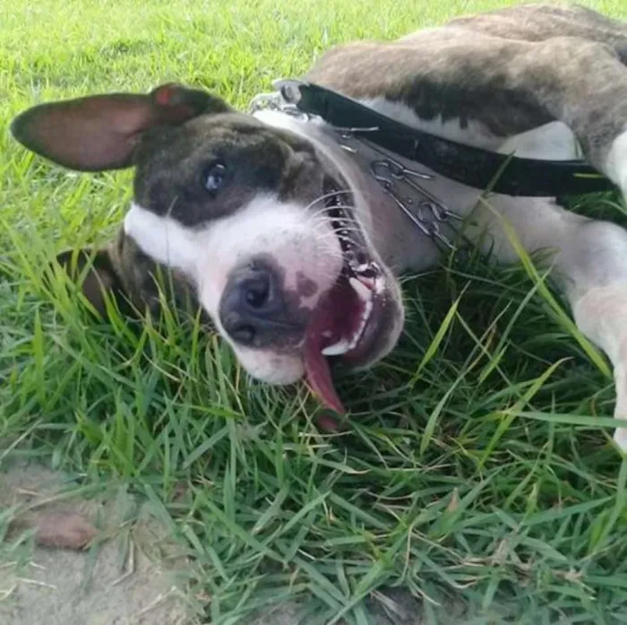 Cachorro ra a Pit-Bull idade 7 a 11 meses nome Thor